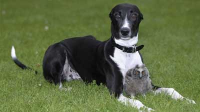 Anjing dan Burung Hantu